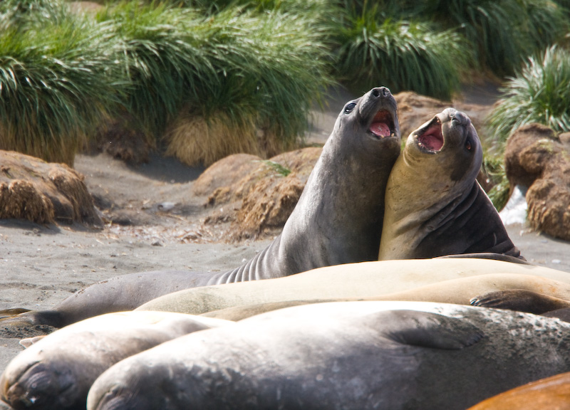 Southern Elephant Seals Sparring